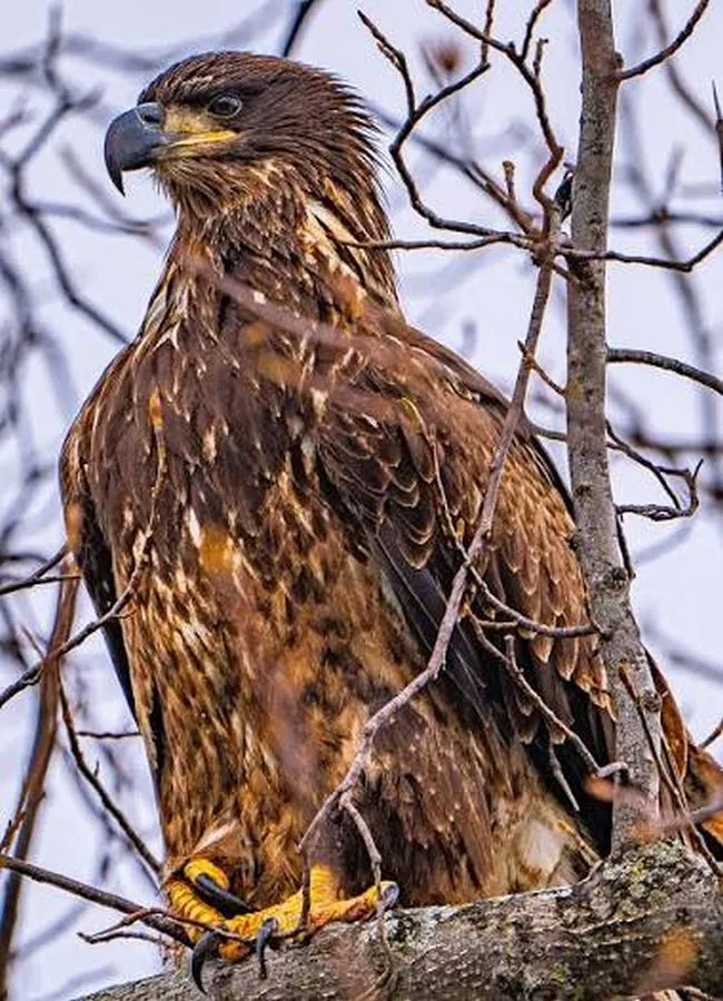 Juvenile Bald Eagle A 06-30-2026