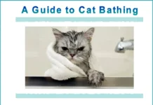 Furkids: The Martial Art of Cat Bathing
