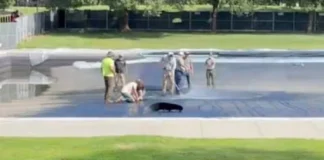 Trump’s Criminal Algae Pond Shows Up Again