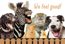 Furkids: Feelin’ Real Good Y’All!