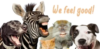 Furkids: Feelin’ Real Good Y’All!