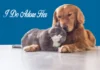 Furkids: We Adore You